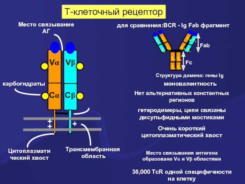 Реферат: Антитела и клеточные рецепторы для них