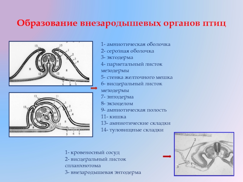 Провизорные органы развитие