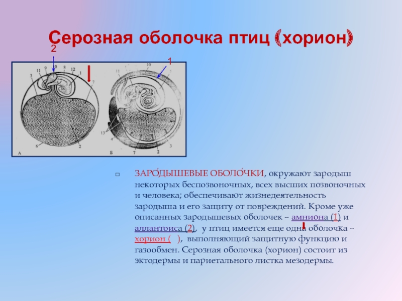 Внезародышевые органы презентация