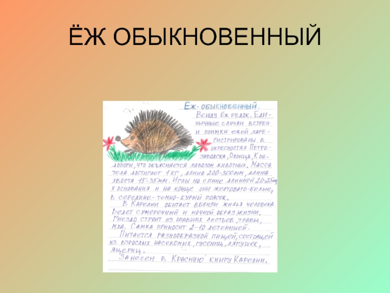 Еж красная книга. Ёж обыкновенный красная книга. Ежик обыкновенный красная книга. Ежик в красной книге России. Еж обыкновенный из красной книги.