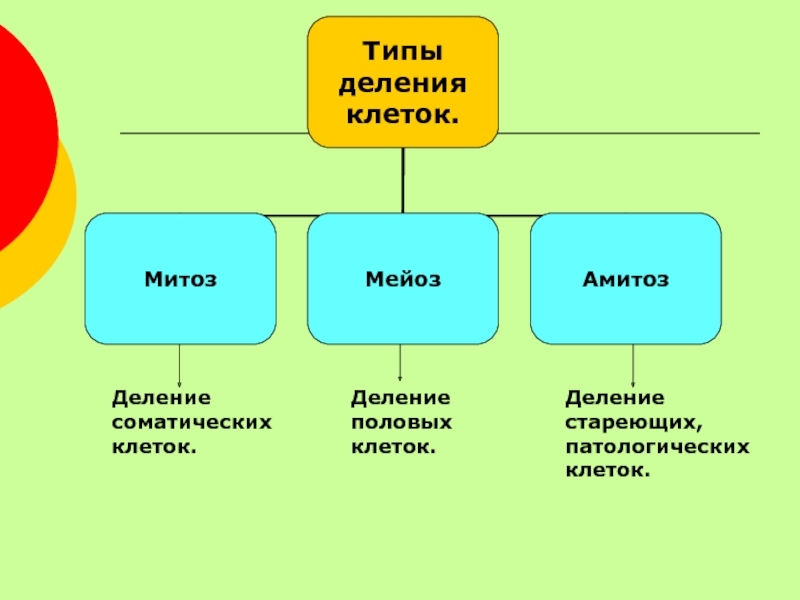 Перечислите типы деления клеток. Типы деления клеток. Проект деления клетки. Типы деления клеток презентация. Деление половых клеток.