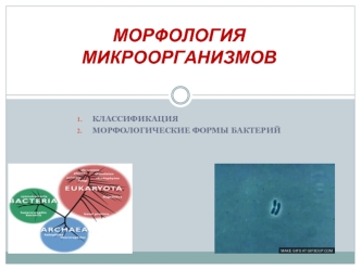 Морфология микроорганизмов. Классификация. Морфологические формы бактерий