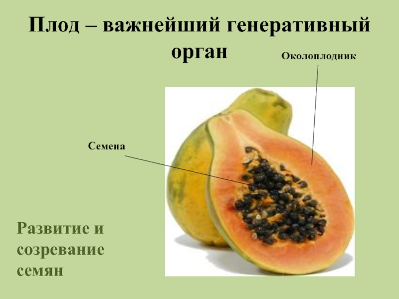 Плод – важнейший генеративный орган Развитие и созревание  семян Околоплодник Семена