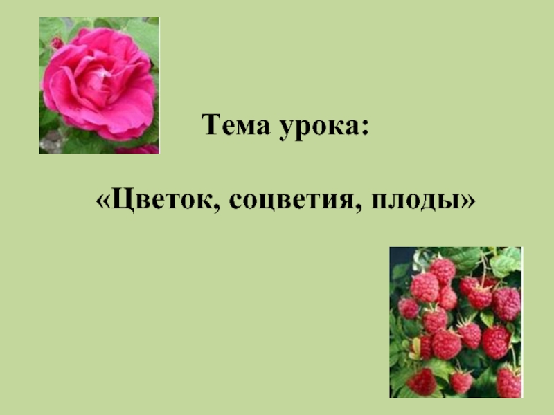 Тема урока:   «Цветок, соцветия, плоды»