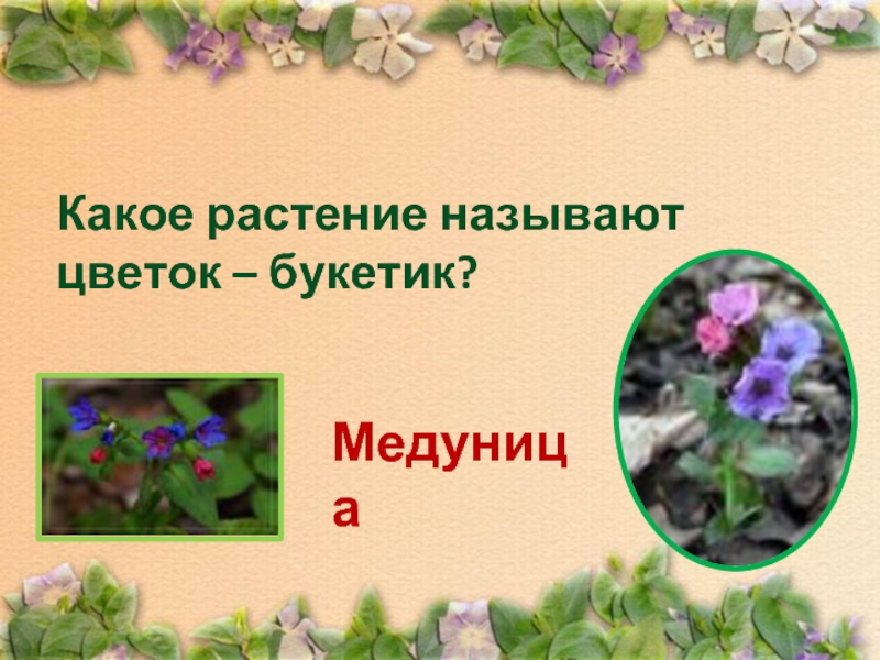 Какое растение называют часами. Какое растение называют "доктор". Медуница это растение называют цветок светофор. Медуница формула цветка.