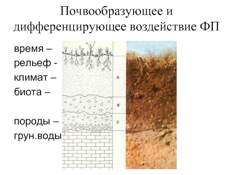 Почвообразующие породы это. Рельеф и почвообразующие породы. Строение почвы. Биота почвы. Структура песчаной почвы.