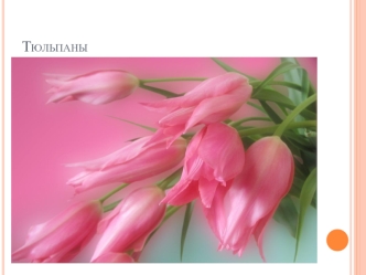 Тюльпан (лат. Túlipa) — род многолетних луковичных растений семейства Лилейные