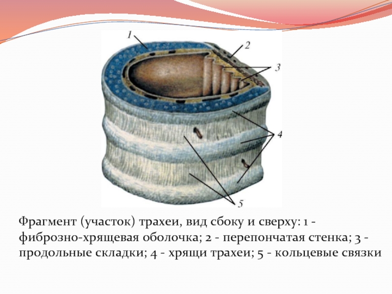 Отрывка земли. Строение хрящевых колец трахеи. Кольца трахеи строение. Кольцевые связки трахеи. Хрящи трахеи анатомия.