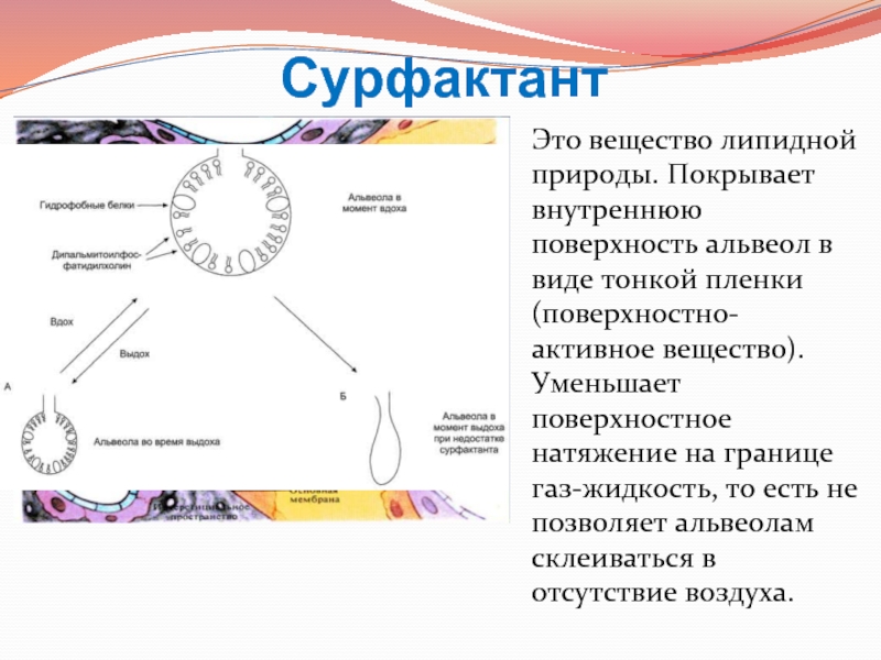 Функции сурфактанта. Сурфактант. Сурфактант биохимия. Лёгочный сурфактант. Сурфактант это в анатомии.