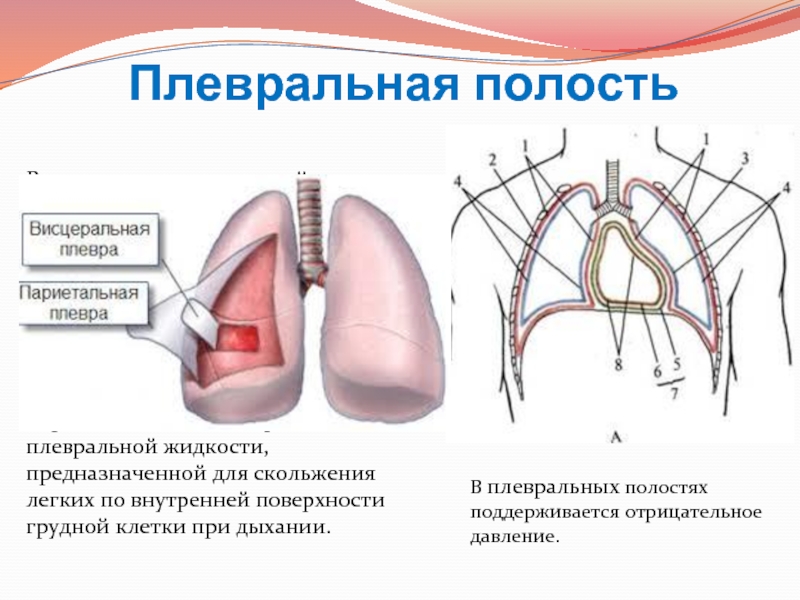 Плевральная полость картинки