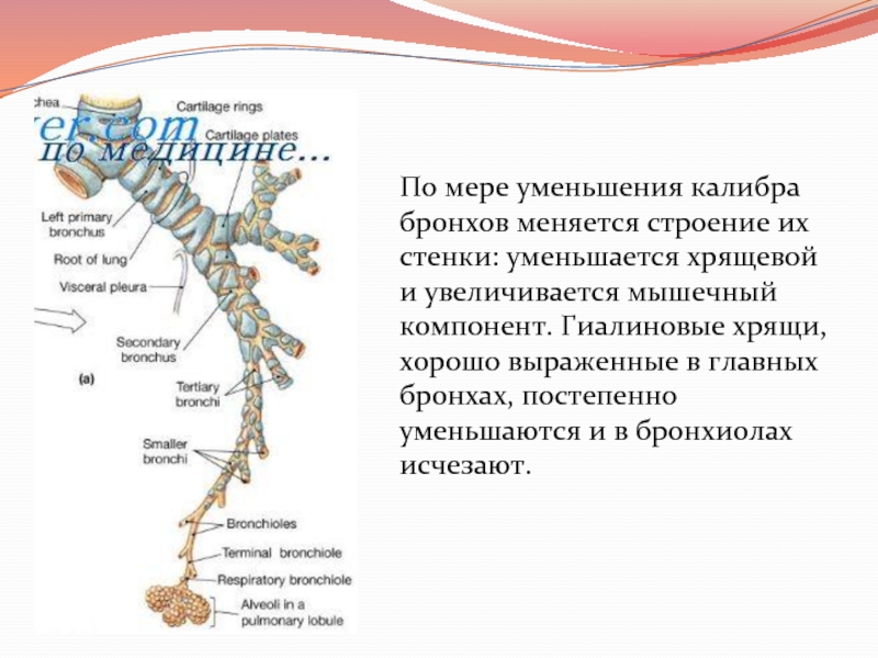 Стенки бронхов. Строение бронхов среднего калибра. Бронхи малого калибра строение. Строение бронхов различного калибра.