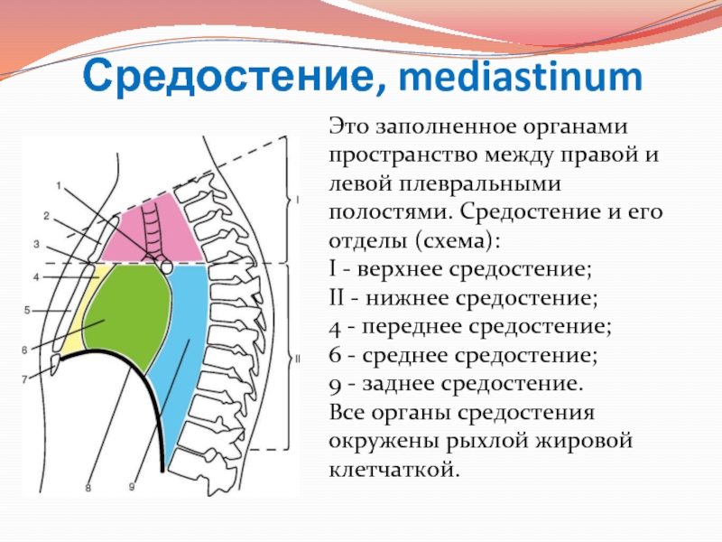 Средостения грудной клетки фото