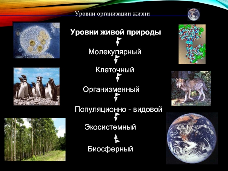 Уровни организации живой природы картинки