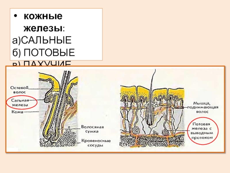 Где расположены сальные потовые железы и корни. Потовые и сальные железы расположены в:. Содержит сальные и потовые железы.