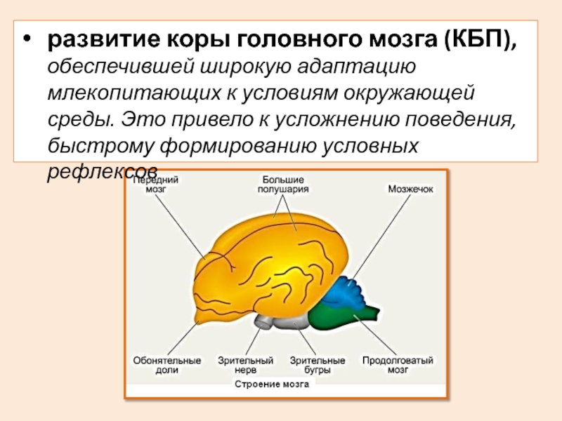 Структура мозга млекопитающих
