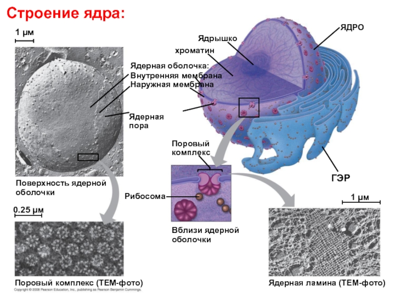 Ядерная мембрана рисунок