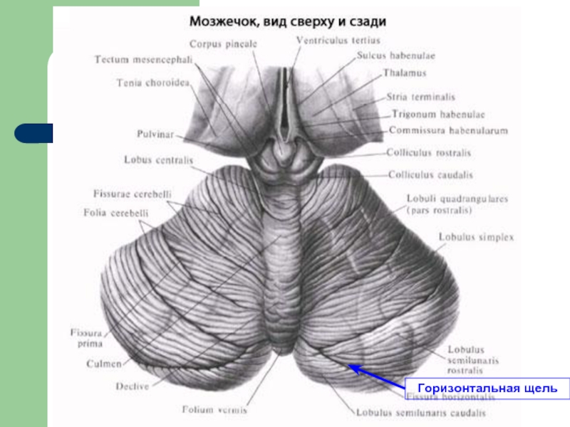 Мозжечок строение рисунок