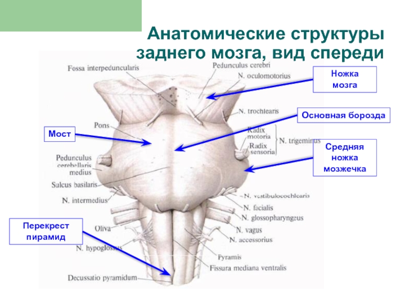 Анатомические составы