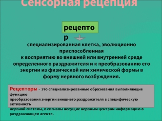 Сенсорная рецепция