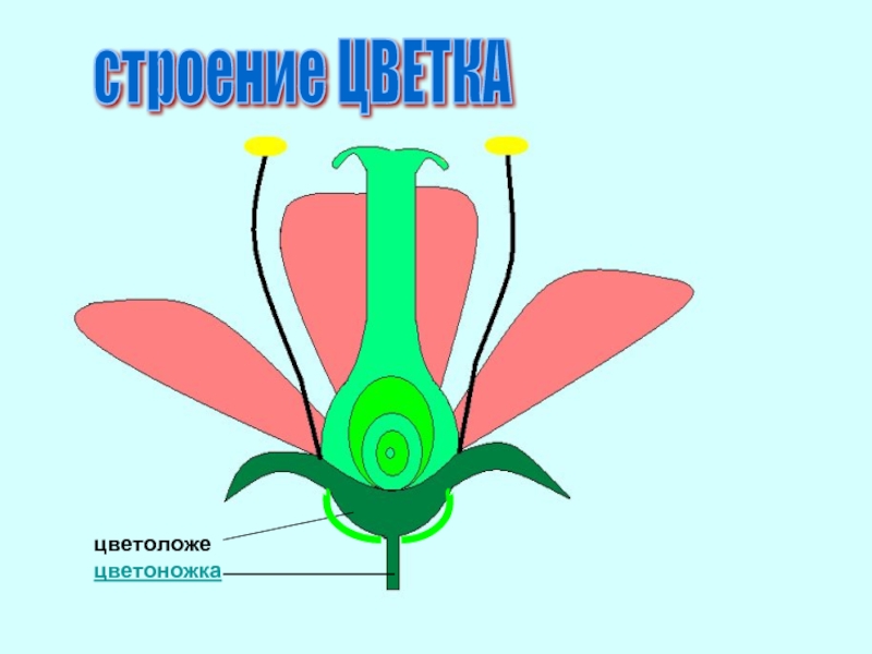 Картинка для детей строение цветка на прозрачном фоне