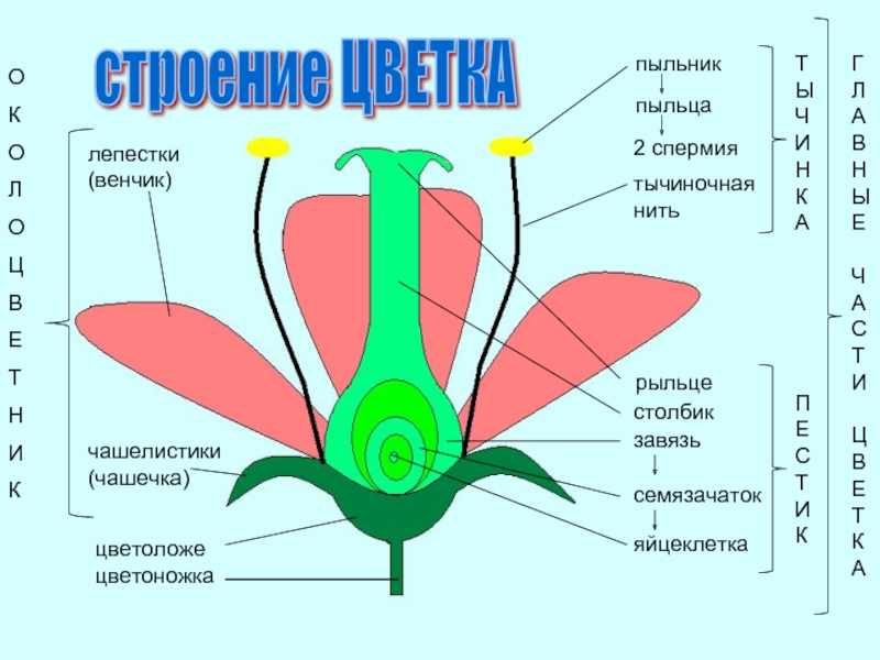 Цветоножка. Лепестки венчика. Семязачаток функции в цветке. Где в цветке располагаются семязачатки. Рыльце формы.