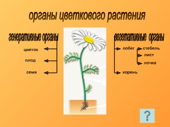 Органы цветкового растения