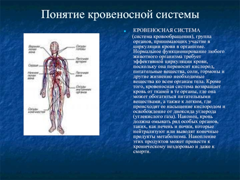 Реферат: Кровеносная система человека