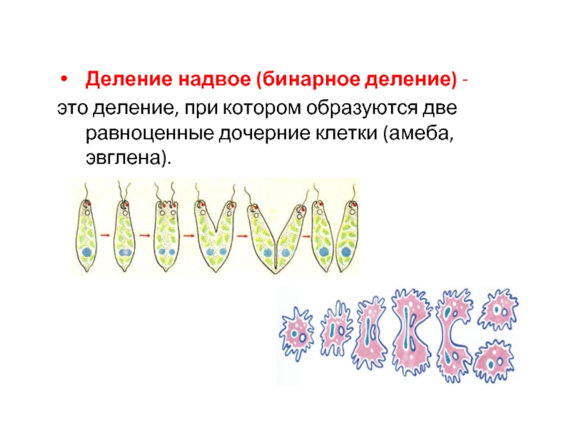 Схема бинарного деления