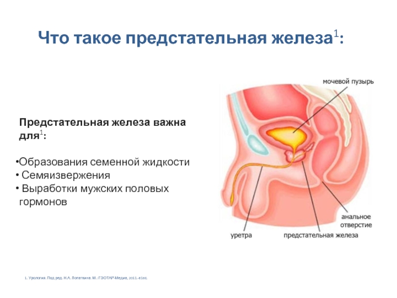 Предстательная железа это простата. Предстательная железа функции. Функции простаты. Гормоны предстательной железы. Основная функция предстательной железы.