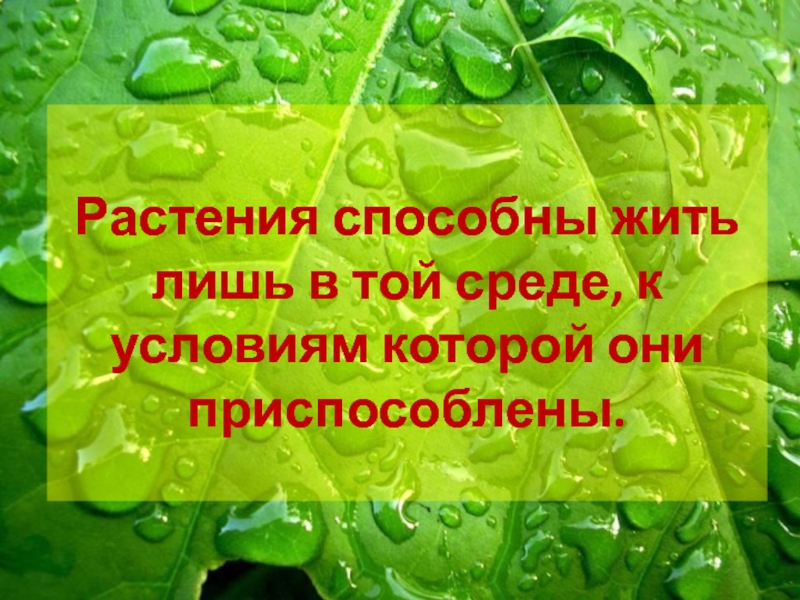 Жил среда. Растение умеет думать. Стих на тему жизнь по биологии. Большинство растений не умеют.