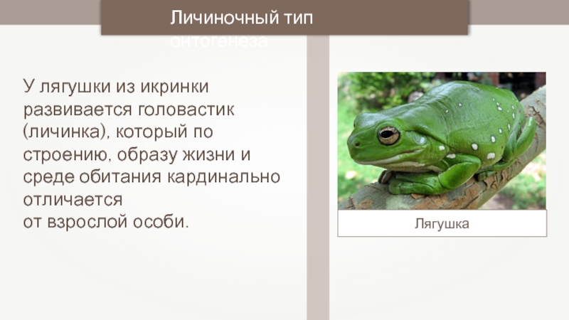 Рассмотрите рисунок на котором представлена схема онтогенеза лягушки как называется стадия 1