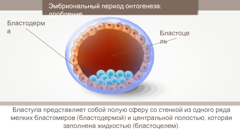 Онтогенез эмбриональное развитие презентация 10 класс профильный уровень