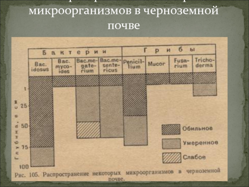 Микрофлора почвы микробиология презентация