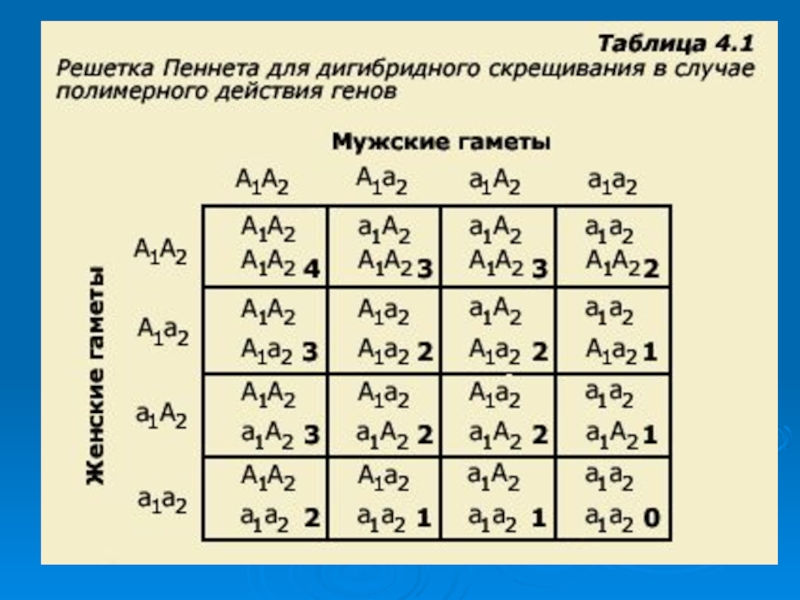 Решетка пеннета. Решетка Пеннета при дигибридном скрещивании. Решетка Пеннета для дигибридного скрещивания. Решётка Пеннета для дигибридного. Таблица Пеннета дигибридное скрещивание.