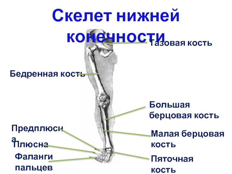 Бедренная отдел скелета. Строение скелета малая берцовая кость. Берцовая кость нижней конечности. Скелет человека берцовая кость ноги. Малая берцовая кость нижней конечности.