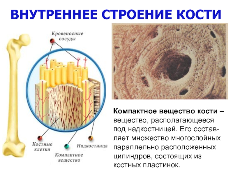 Внутреннее веществ. Строение кости надкостница компактное. Компактное вещество под надкостницей. Основное вещество кости. Компактная кость это надкостница.