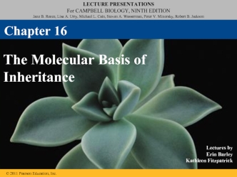 The molecular basis of inheritance. (Chapter 16)