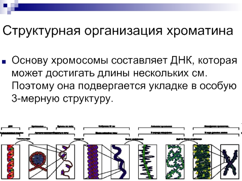 Образование хроматина. Структура ДНК организация хроматина. Структурная организация хроматина. Структурная организация хромосом. Структурная организация Хромос.