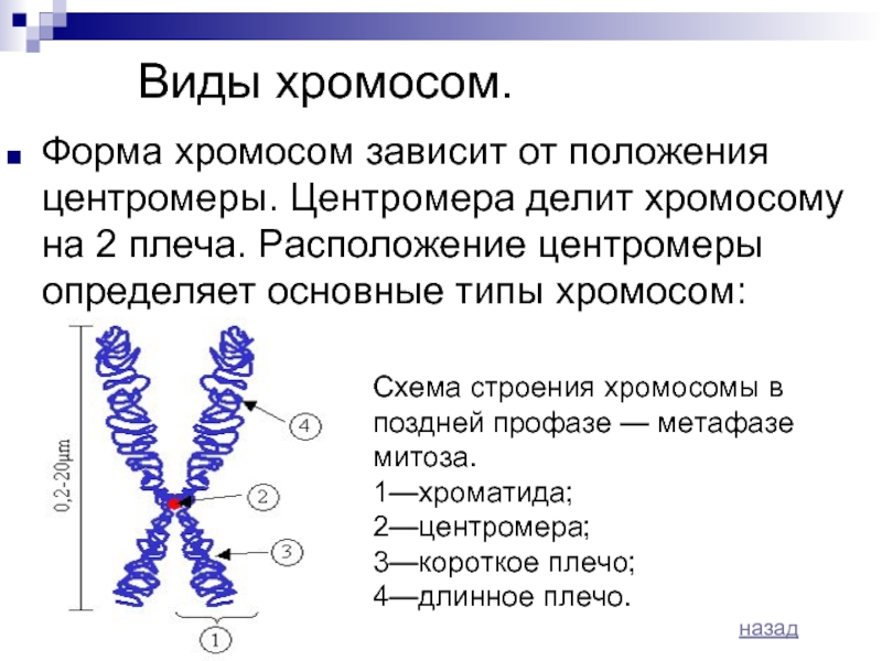 Общий план строения хромосомы