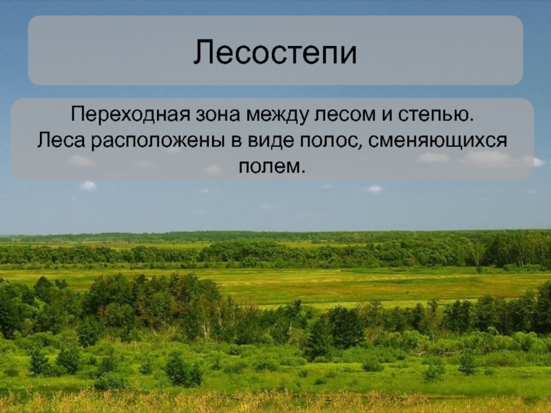 Природные особенности лесостепи и степи. Лесостепная зона. Степь природная зона. Зоны лесостепей и степей. Лесостепная зона России.