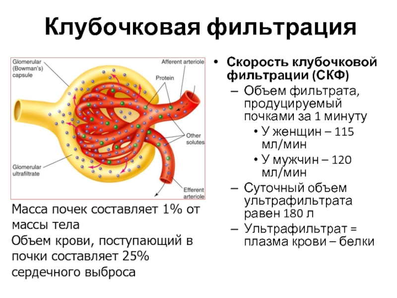 Клубочковая фильтрация это. Клубочковая фильтрация физиология. Клубочковая фильтрация у здорового человека составляет. Клубочковая фильтрация состав фильтрата. Клубочковая фильтрация почек.