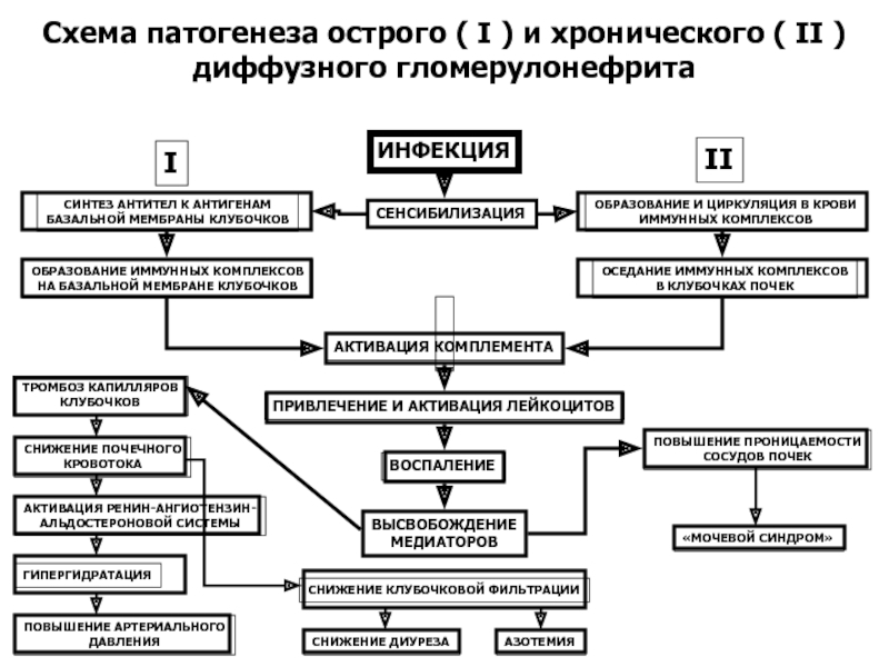 Схема патогенеза хронического патогенеза