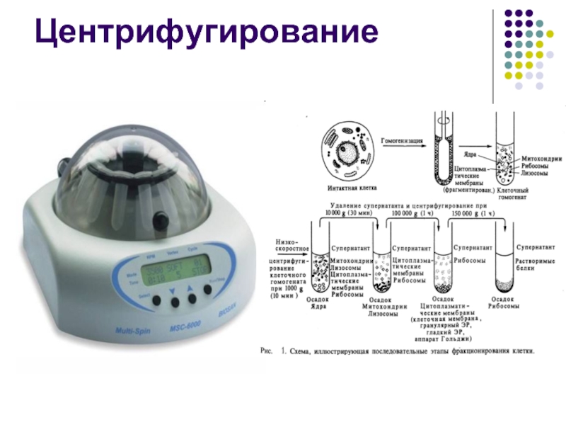 Изучение методов клеточной биологии