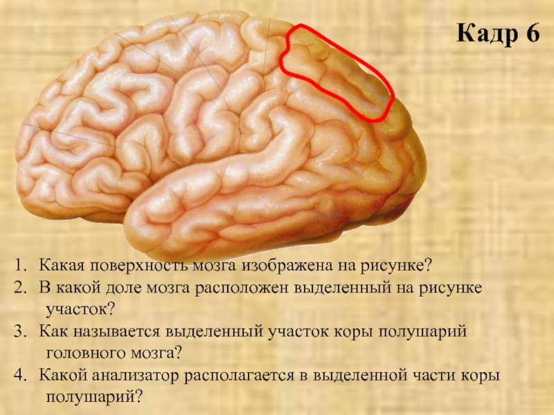 2 поверхности головного мозга