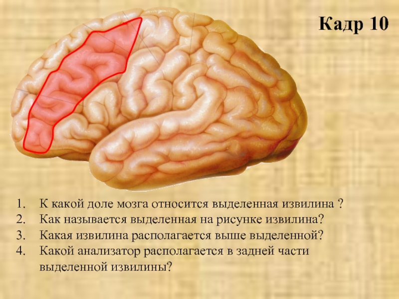 Значение извилин головного мозга. Извилины мозга. Передняя и задняя центральные извилины. Центральные извилины мозга. Извилина Гешля.