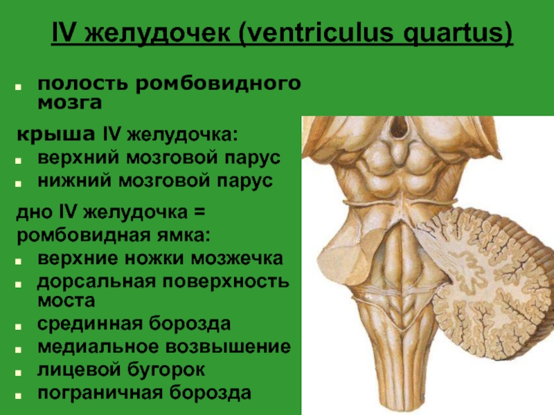 Верхний мозг. 4 Желудочек ромбовидная ямка. Верхний мозговой Парус анатомия. Мозговые полоски 4 желудочка. 4 Желудочек головного мозга стенки.