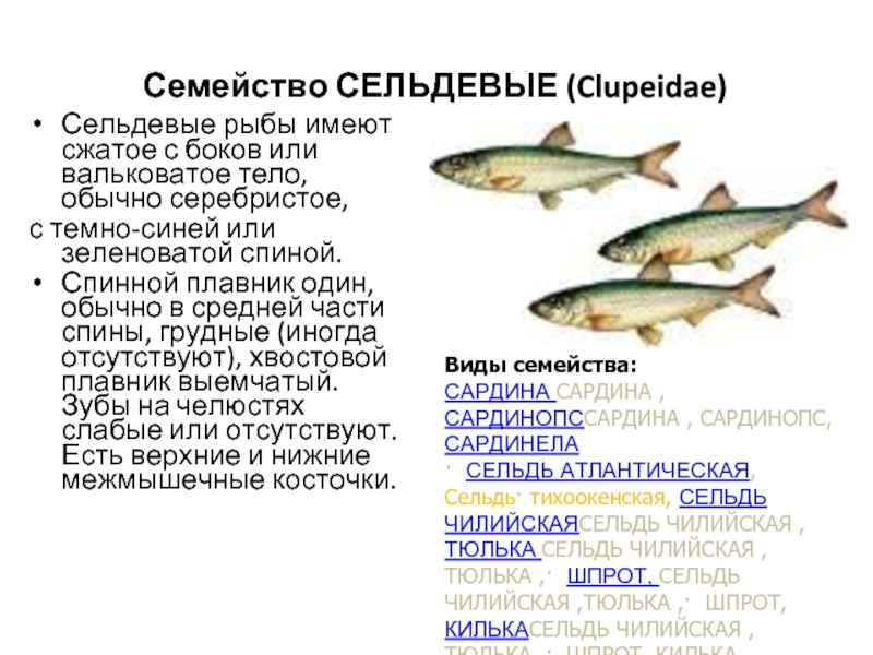 Рыба семейства сельдевых 6 букв