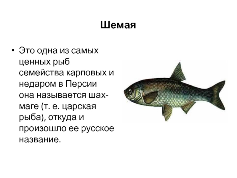 Карповая рыба 3 буквы