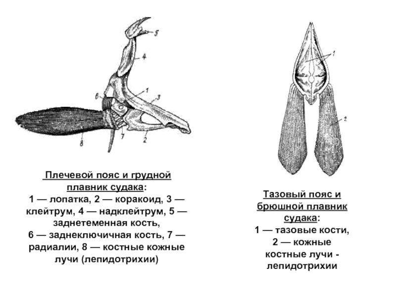 Конечности рыб. Плечевой пояс и грудной плавник костных рыб. Строение плечевого пояса и грудного плавника судака. Строение поясов конечностей костистой рыбы. Пояса конечностей костных рыб.