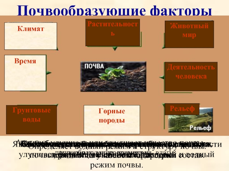 Установите последовательность образования почвы. Почвообразующие факторы. Почвообразующие факторы почвы. Схема образования почвы. Факторы образования почвы.